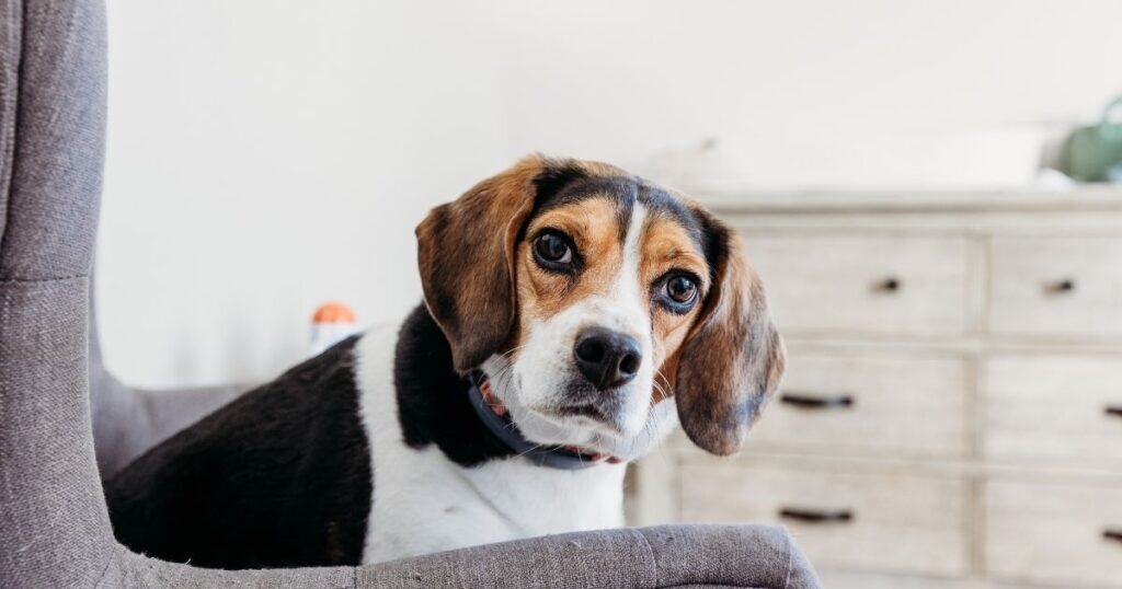 Beagle sits on grey nursery chair looking into the camera with tan dresser in the background