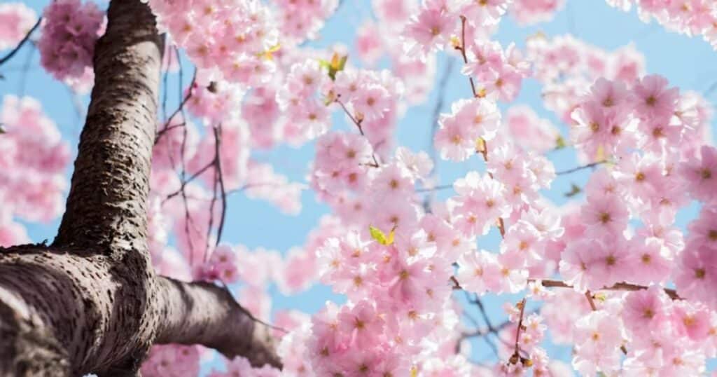 daylight savings time spring